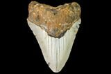 Fossil Megalodon Tooth - North Carolina #109031-1